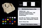 Foto (Objekt + Etikett) von Goniodromites bidentatus (Reuss, 1859)  (NHMW-GEO-1990-0041-3951)